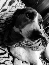 Close-up portrait of dog looking at home