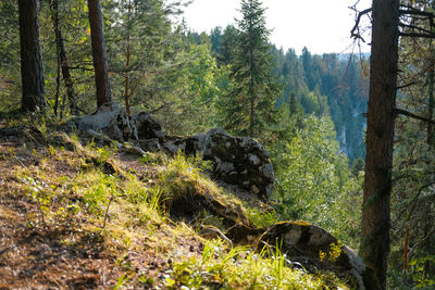 Plants and trees in forest