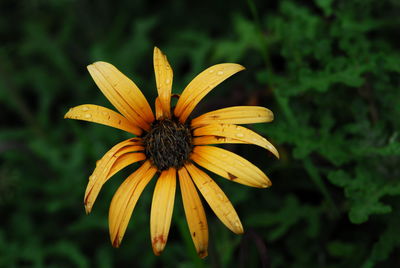 Macro shot of yellow flower blooming outdoors