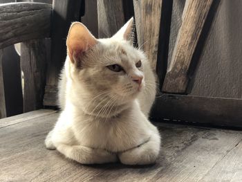 Close-up of a cat looking away