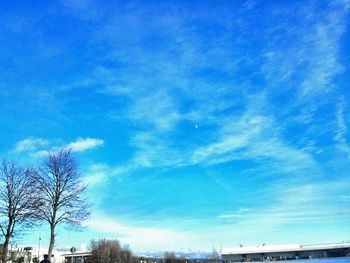 Low angle view of trees against blue sky