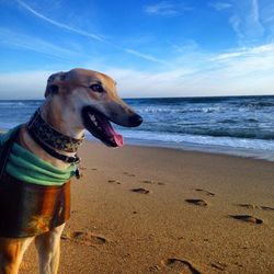 Dog at beach