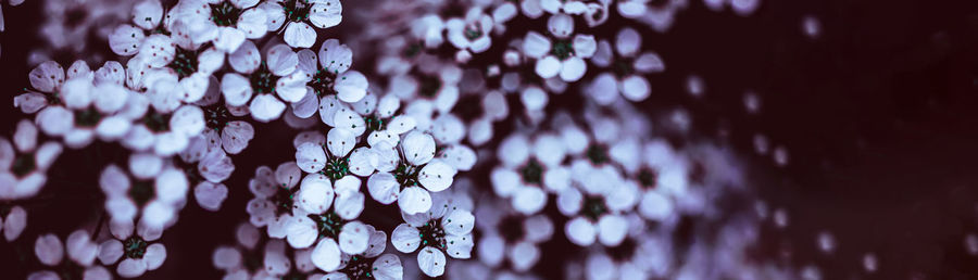 Close-up of purple flowering plant