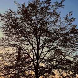 Low angle view of silhouette tree against sky