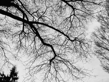 Low angle view of bare tree against sky