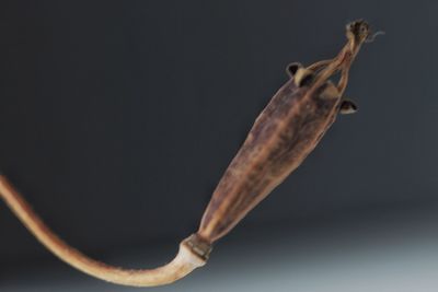 Close-up of leaf against black background