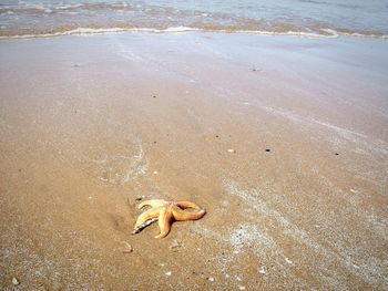 High angle view of dead starfish on shore