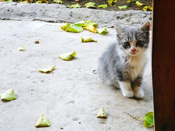 Portrait of cat sitting outdoors