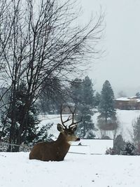 Close-up of deer on snow field against sky