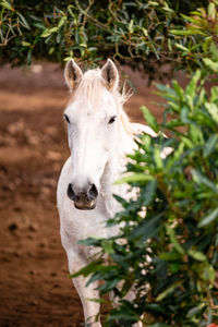 Horses on pasture, in the heard together, happy animals, portugal lusitanos