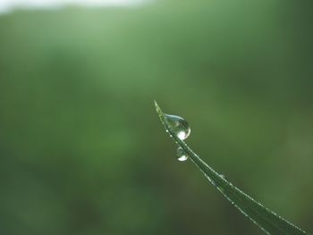 Close-up of water drops on plant