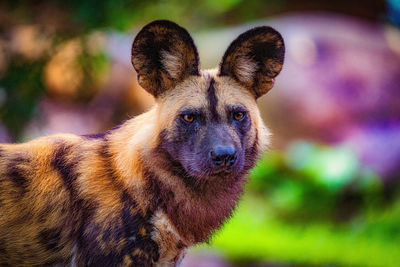 Close-up portrait of dog outdoors