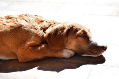 Close-up of dog lying on floor