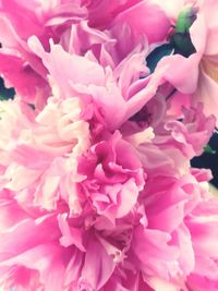 Close-up of pink flowers