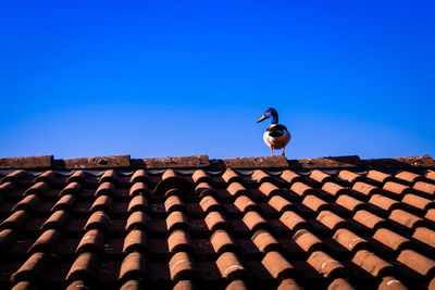 Low angle view of bird on roof against clear sky