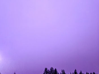 Low angle view of trees against clear sky