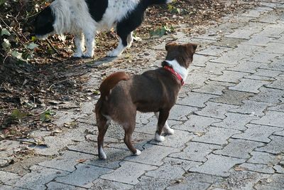 Dog standing outdoors