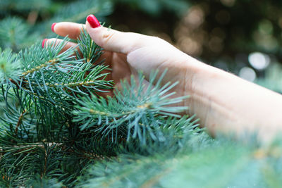Cropped image of person holding christmas tree