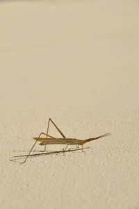 Close-up of insect