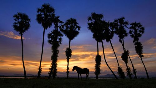 Silhouette of horse on palm trees against sky during sunset