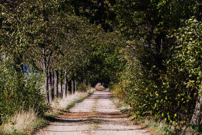 Footpath amidst trees in forest