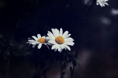 Close-up of white daisy flowers