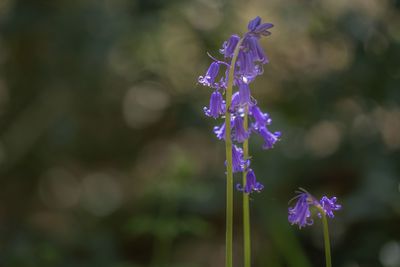 Close-up of purple flowering plant