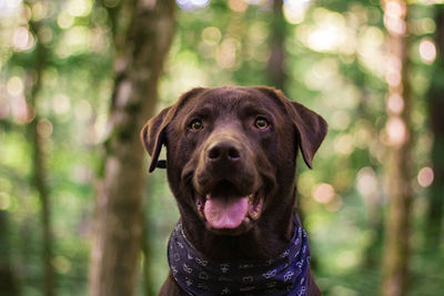 Close-up portrait of a dog