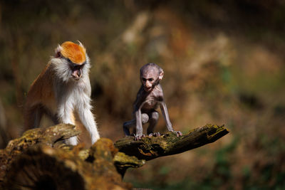 Close-up of monkey on tree