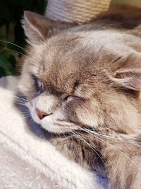 Close-up of cat sleeping