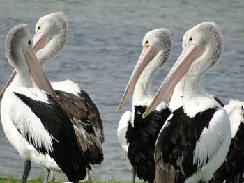 Close-up of birds in lake