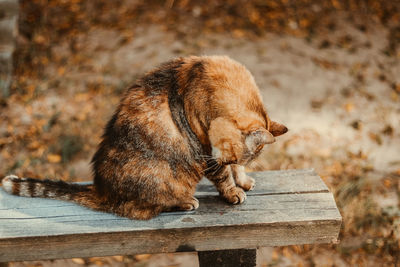 Side view of a cat on wood