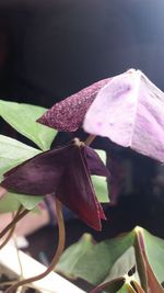 Close-up of flower plant