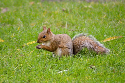 Squirrel on field