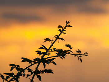 Close-up of silhouette plant against orange sky