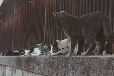 Cats on the wall