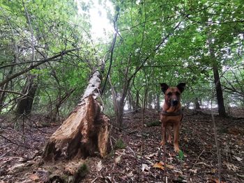 Dog standing by tree trunk in forest