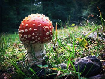 Close-up of mushroom growing on field