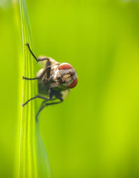 Housefly macroimage