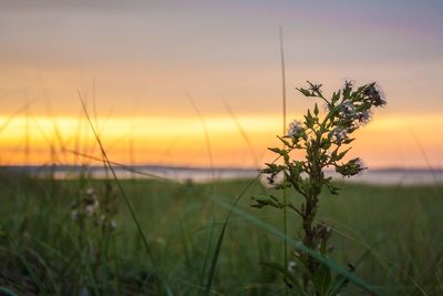 Close-up of flower growing on field against sky during sunset