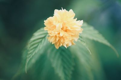 Close-up of yellow flowering plant