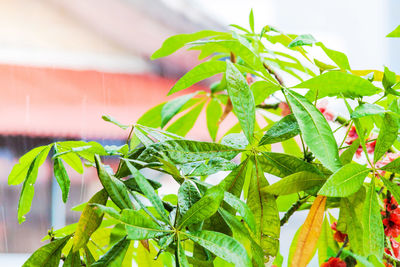 Close-up of fresh green leaves on plant