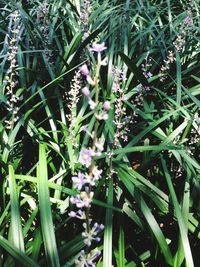 Close up of plant