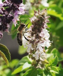 Close-up of bee on flower