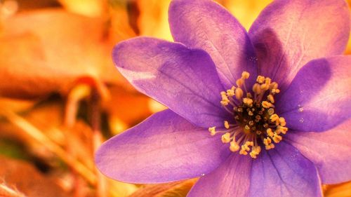 Close-up of flower blooming outdoors