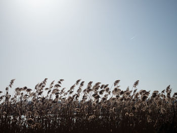 Low angle view of plants on field against clear sky