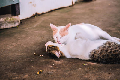 Cat resting on a footpath