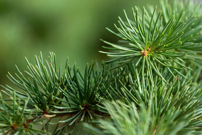 Close-up of pine tree