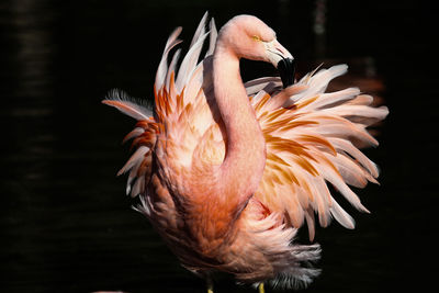 Close-up of pelican in water