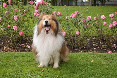 View of a dog yawning with closed eyes in front of pink flowers